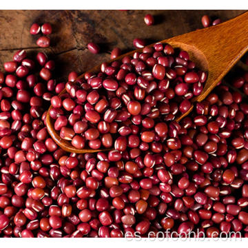 Planta de frijol rojo frijoles rojos pequeños